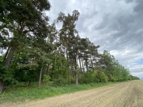 Prodej lesa, Blížejov - Lštění, 6627 m2