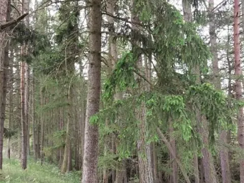 Prodej lesa, Nejdek, 10928 m2