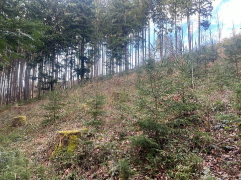 Prodej lesa, Liptál, 42190 m2