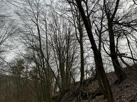 Prodej podílu lesa, Luka, 3584 m2