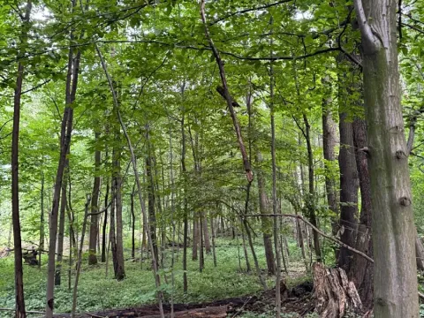 Prodej podílu lesa, Staříč, 16254 m2