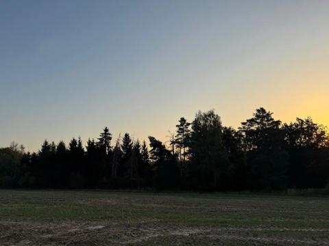 Prodej lesa, Horní Bukovina, 2690 m2