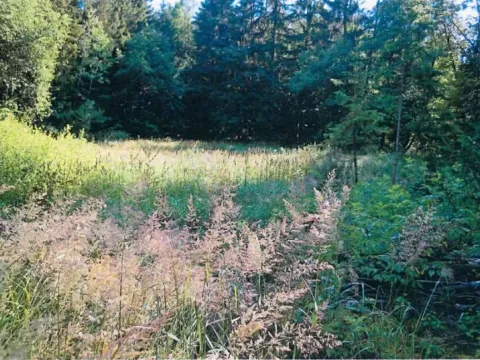 Prodej podílu lesa, Smilovy Hory, 2675 m2