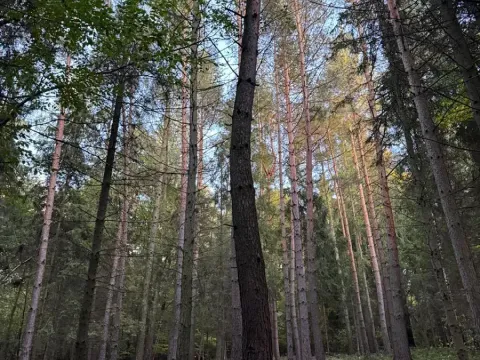 Prodej lesa, Velká Polom, 1538 m2