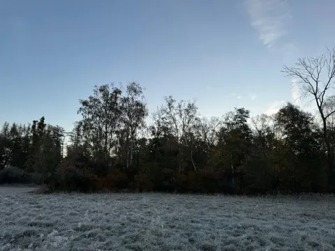 Prodej lesa, Hořiněves, 1080 m2