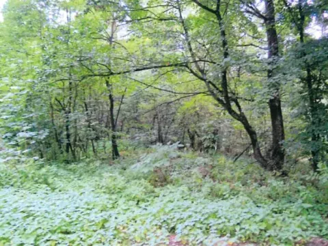 Prodej lesa, Ivančice, 7188 m2