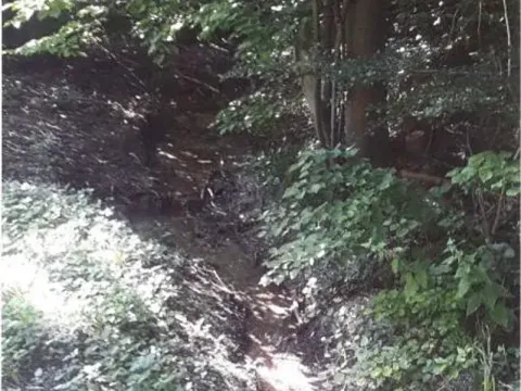 Prodej lesa, Vendryně, 3059 m2