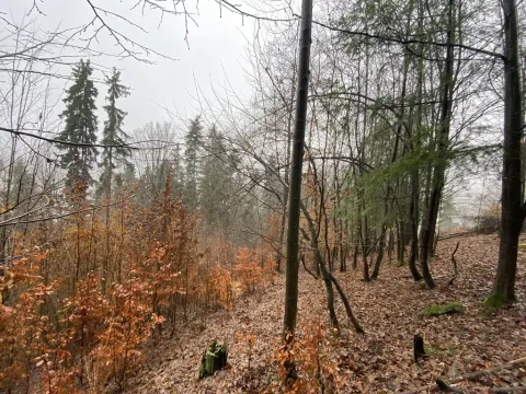 Prodej lesa, Jedlí, 1198 m2