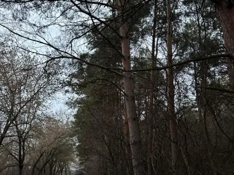 Prodej podílu lesa, Vinaře, 10883 m2