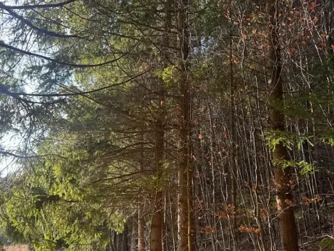 Prodej lesa, Huslenky, 11045 m2