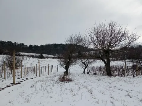 Prodej zahrady, Mikulov, Nová, 467 m2