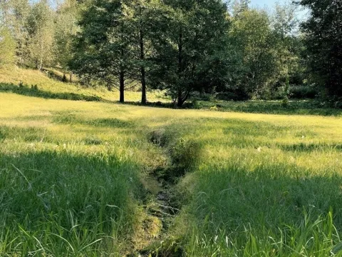 Prodej louky, Výprachtice, 6838 m2