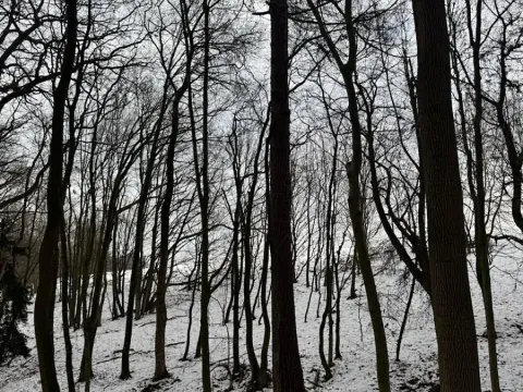 Prodej lesa, Vyškov, 1783 m2