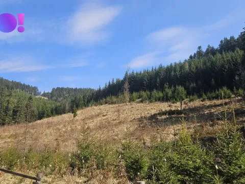 Prodej lesa, Jasenná, 58310 m2