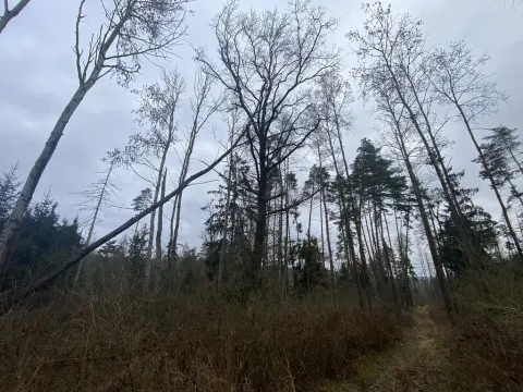 Prodej lesa, Blížejov - Lštění, 4481 m2