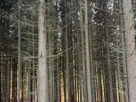 Prodej podílu lesa, Stará Paka, 4610 m2