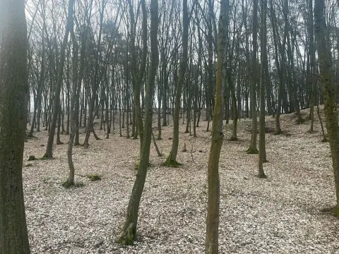 Prodej lesa, Jílové u Prahy, 15458 m2