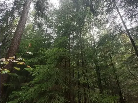 Prodej lesa, Otín, 829 m2