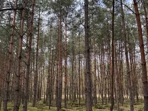 Prodej podílu lesa, Račice, 38354 m2
