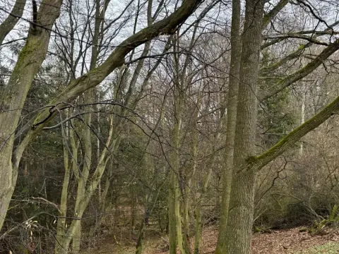 Prodej podílu lesa, Pertoltice, 4226 m2