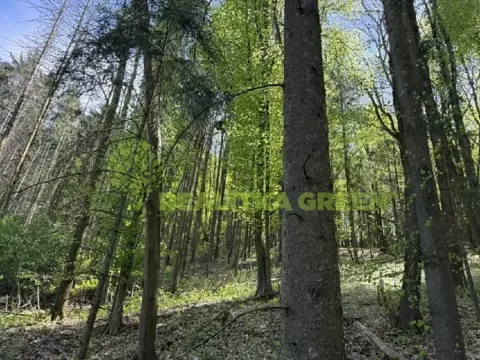Prodej lesa, Želechovice nad Dřevnicí, Přílucká, 8588 m2