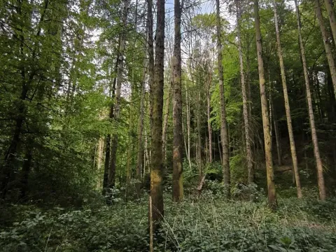 Prodej lesa, Třeboc, 5129 m2