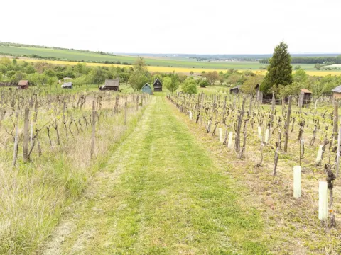 Prodej sadu/vinice, Strážnice, 3526 m2
