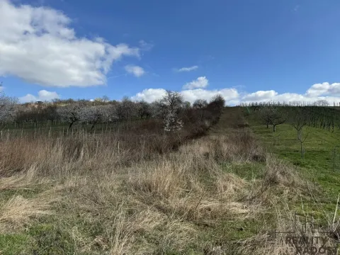 Prodej sadu/vinice, Mutěnice, 1540 m2