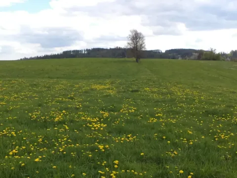 Dražba louky, Staré Město, 10063 m2