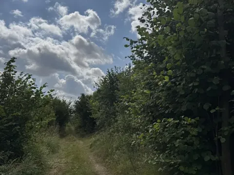 Prodej lesa, Bochovice, 13281 m2