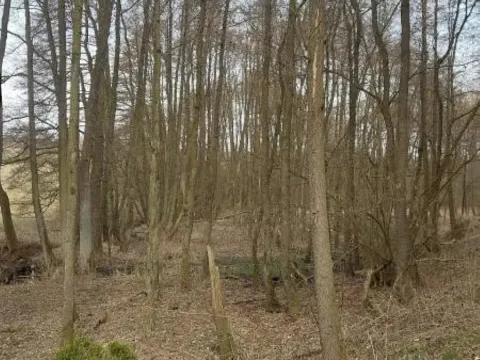 Prodej lesa, Dolní Hořice, 2471 m2