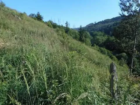 Prodej lesa, Brtnice, 7135 m2