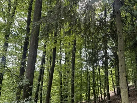 Prodej podílu lesa, Dolní Studénky, 11507 m2