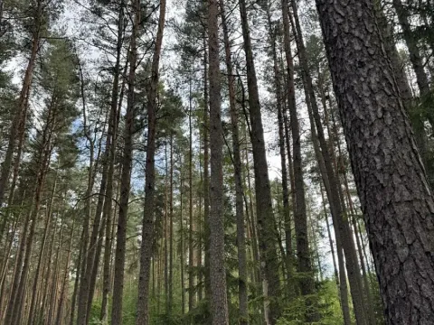 Prodej lesa, Velké Opatovice, 61114 m2